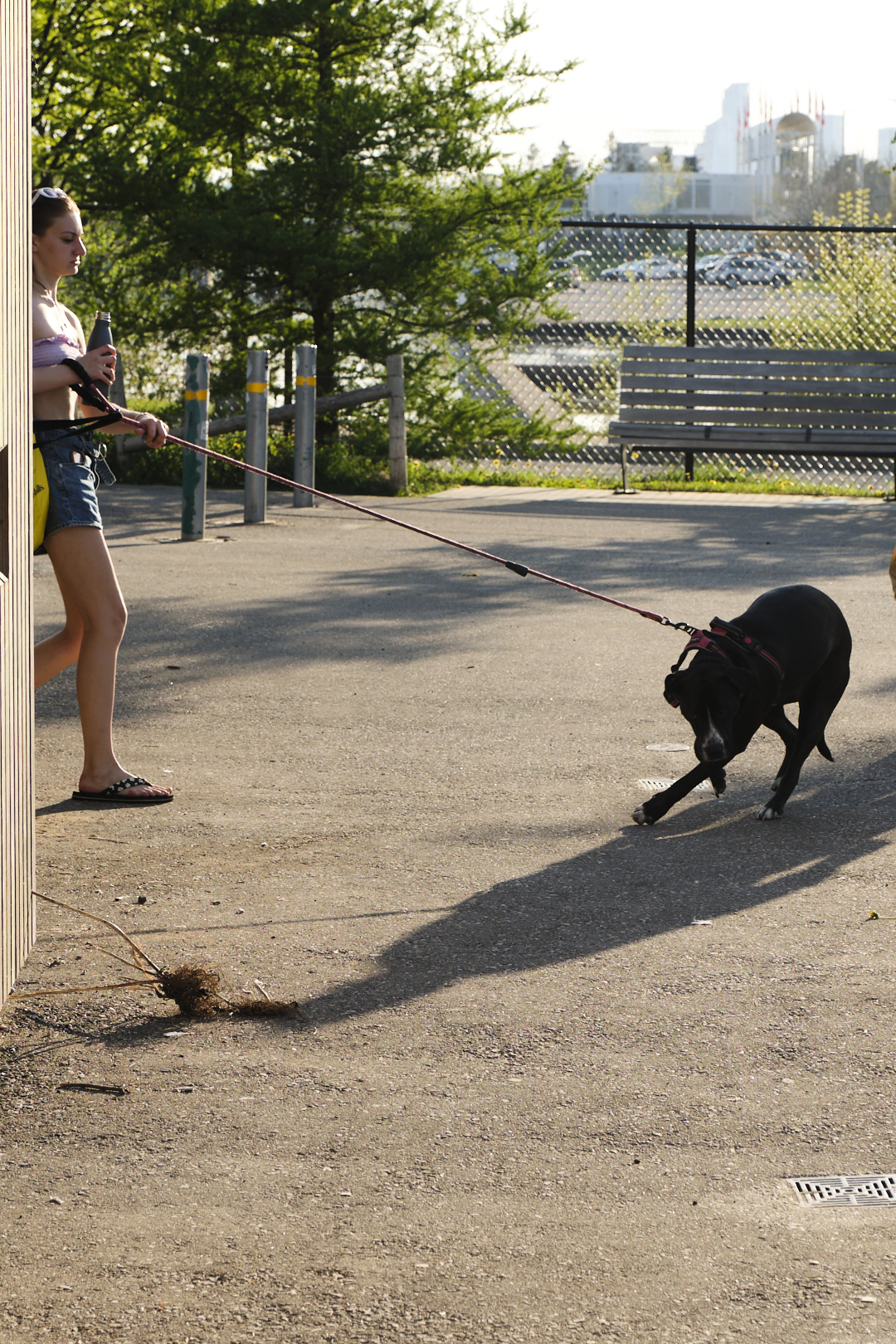 The girl and her dog 1